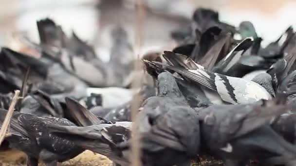 Голуби едят пищу в холодную погоду — стоковое видео