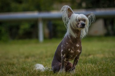 Çince Tepeli Köpek yeşil çimenlerin üzerinde oturuyor. Açık sola arıyorsunuz
