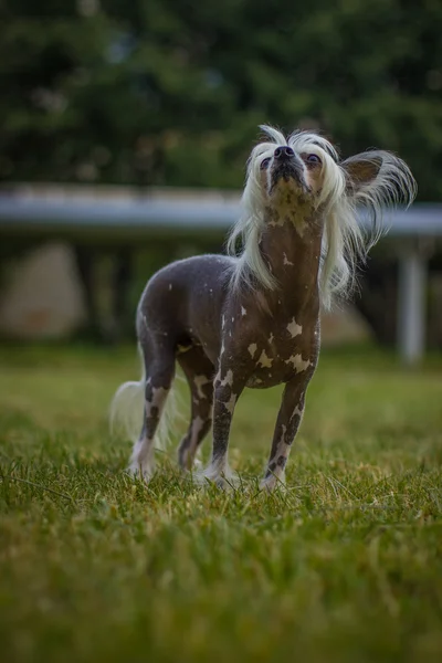 Chinese Crested Dog Sentado Sobre Hierba Verde Exterior Mirando Izquierda — Foto de Stock