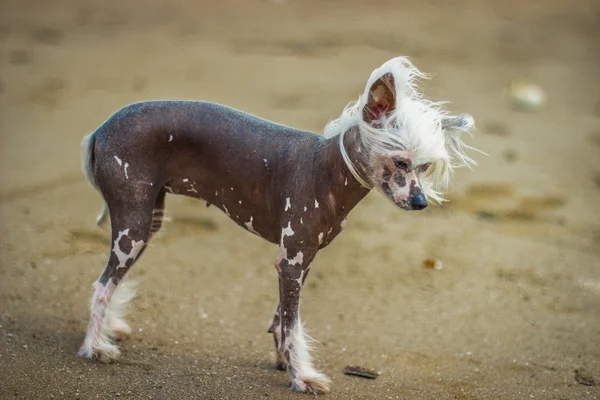 Chien chinois à crête assis sur l'herbe verte . — Photo