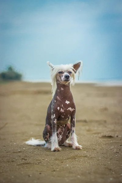 Chinês Cão Crested sentado na grama verde . — Fotografia de Stock