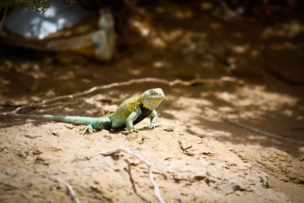 Lagarto banhos de sol em terreno selvagem na Argentina — Fotografia de Stock