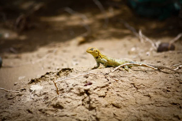 Lizard sunbathing on wild ground in Argentina — Stock Photo, Image