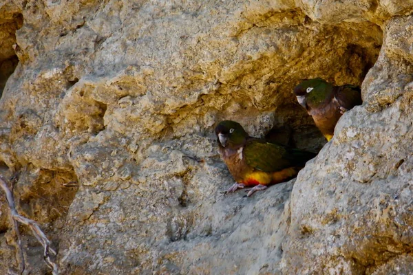 Las Grutas Patagônia Loros barranqueros o tricahues — Fotografia de Stock