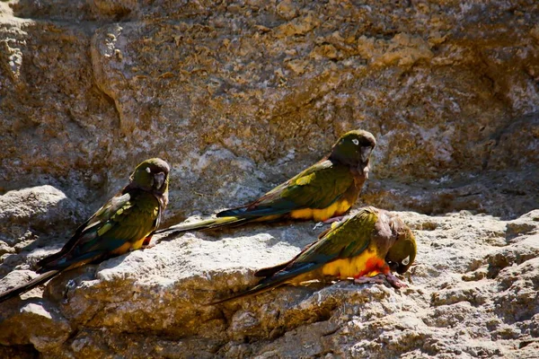 Las Grutas Patagônia Loros barranqueros o tricahues — Fotografia de Stock