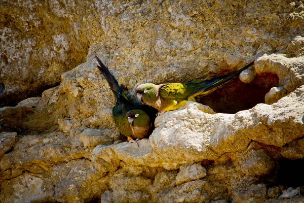 Las Grutas Patagônia Loros barranqueros o tricahues — Fotografia de Stock