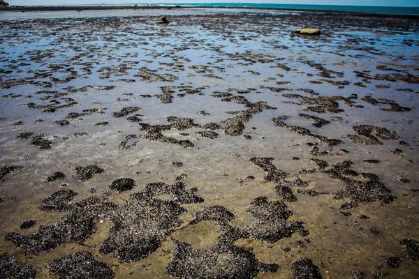 Alçak gelgit San Antonio Oeste plajı Las Grutas Patagonya Arjantin