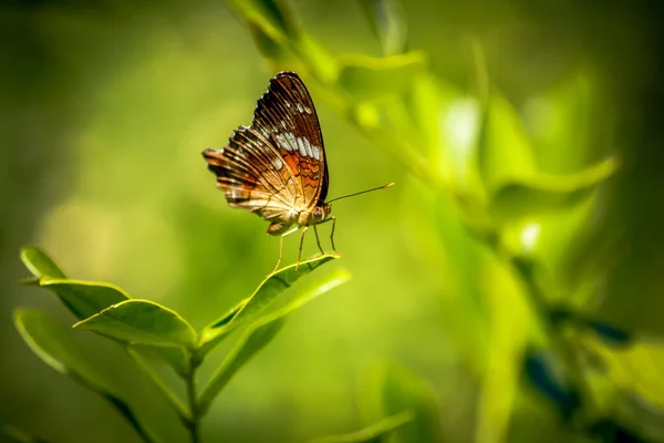 Egy pillangó közelsége a zöldben. — Stock Fotó