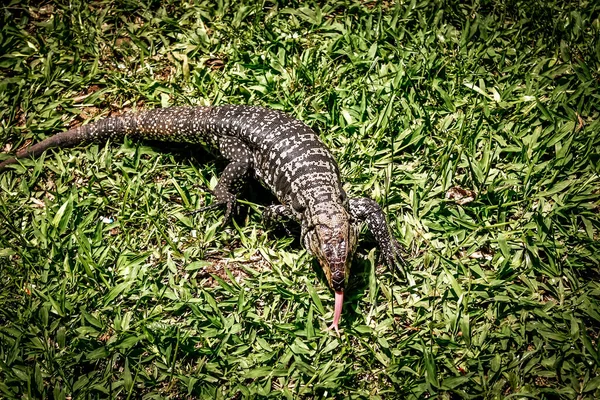 Argentine Iguazu Park, large lizard in field — Stock Photo, Image