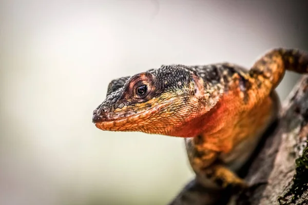 Lagarto no Parque Nacional do Iguaçu argentino, cachoeiras e vida selvagem — Fotografia de Stock