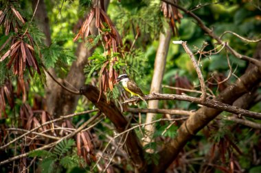 Ağaç dalında oturan bir kuş