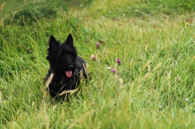 Köpek tarlada yürüyor.. 