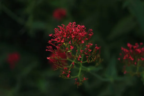 Маленька Дика Квітка Рожевими Пелюстками — стокове фото