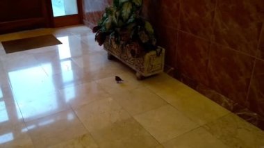 Bir portala giren küçük bir kuş. 