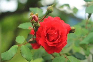 Küçük tomurcuklarla çevrili kırmızı gül.. 