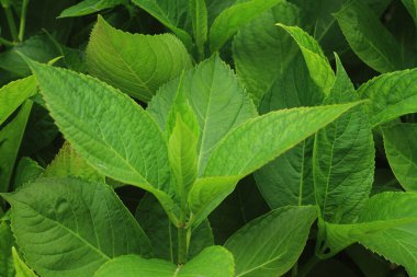 Muhteşem yeşil ortanca yaprakları baharda. 