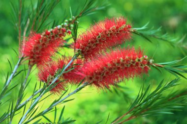 Yeşil yapraklarla çevrili güzel pembe çiçek..