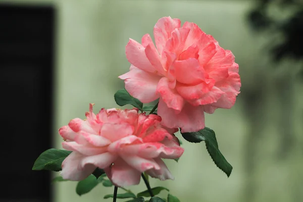 Κοντινό Πλάνο Ενός Όμορφου Τριαντάφυλλου Εστιασμένο Υπόβαθρο — Φωτογραφία Αρχείου