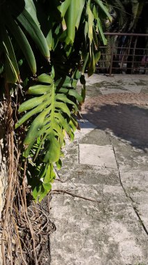 Bahar bitkiyi parkta yapraklar