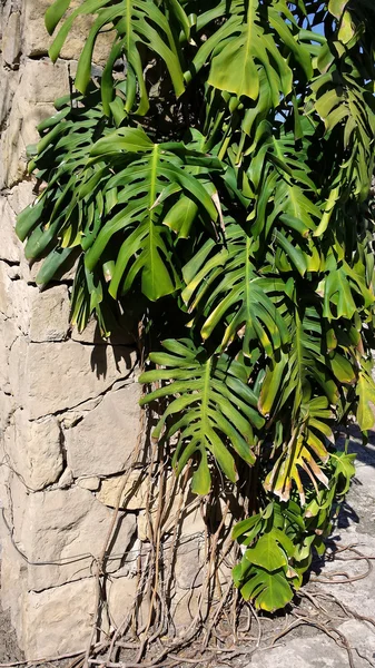 Feuille de philodendron de printemps sur le mur — Photo