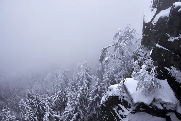 Floresta montanhosa coberta de neve desaparecendo no nevoeiro — Fotografia de Stock