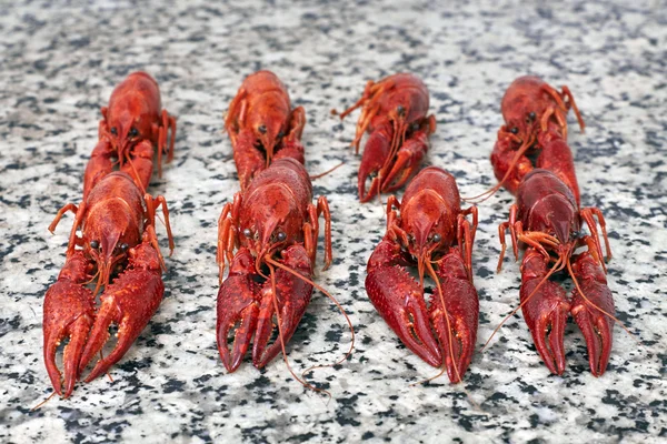 Red river crayfish on grey worktop in rows — Stock Photo, Image