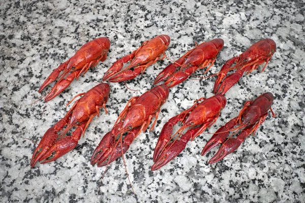 Red river crayfish on grey worktop in rows — Stock Photo, Image