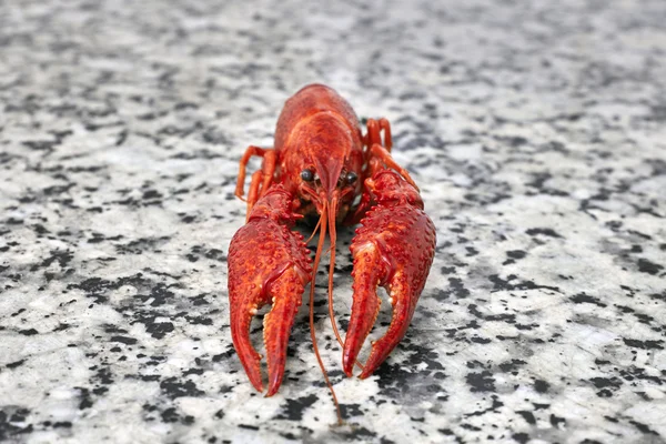 One big river crayfish on grey worktop in rows — Stock Photo, Image