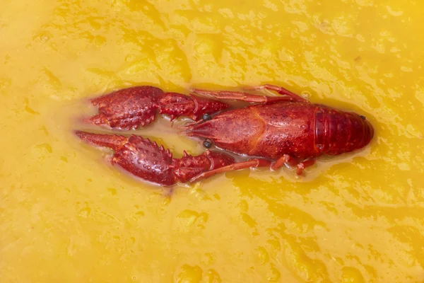 River lobster in pumpkin soup. — Stock Photo, Image