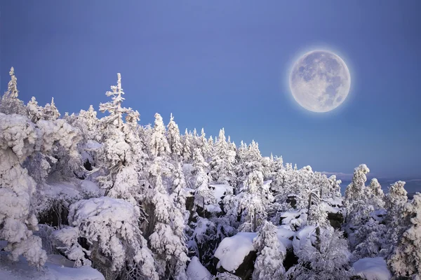 Vollmond unter schneebedecktem Wald. — Stockfoto