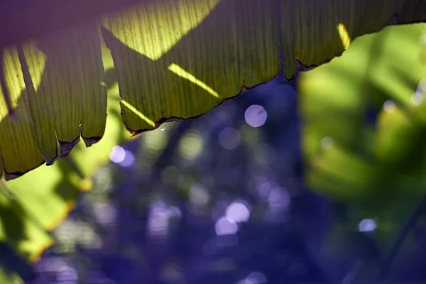 Derrière les feuilles de palmier de banane — Photo