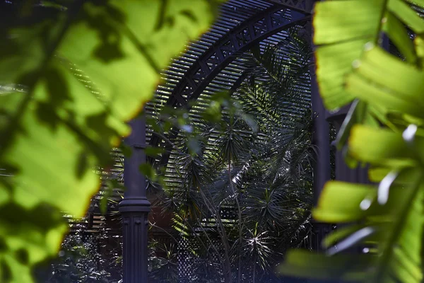 Maison de palmiers derrière les feuilles de palmiers — Photo