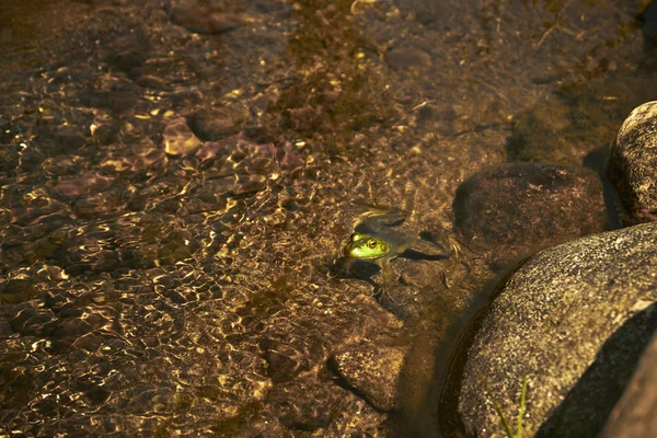 Macro tiro de um sapo na água — Fotografia de Stock