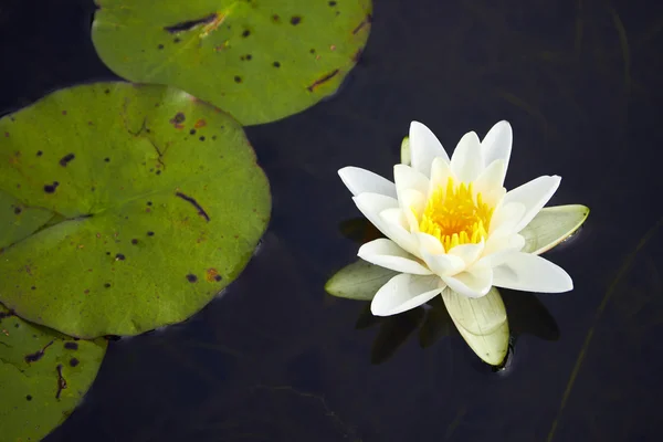 Lírio branco flutuando em uma água escura — Fotografia de Stock