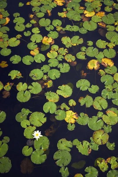 Lírio branco flutuando em uma água escura — Fotografia de Stock