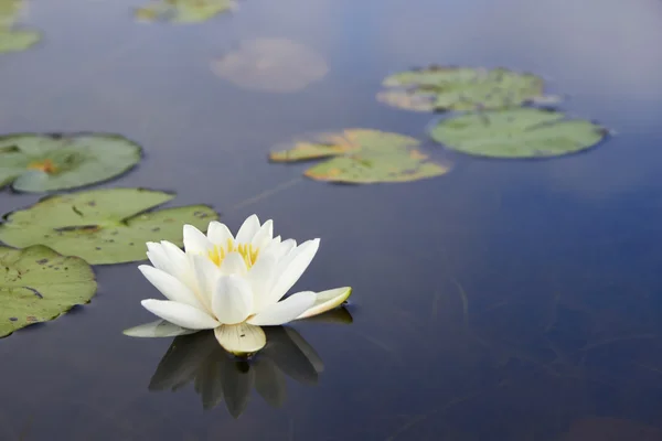 Macro branco nenuphar flutuando em uma água escura — Fotografia de Stock