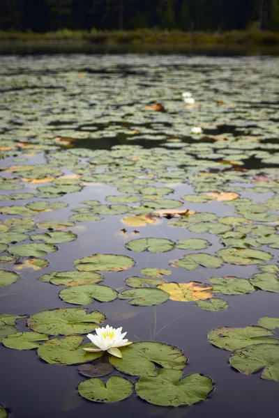 Lírio branco flutuando em uma lagoa — Fotografia de Stock