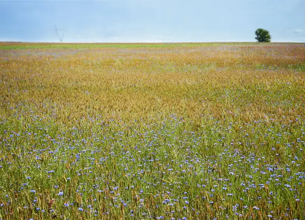 Meadow of cornflowers and wheat — Stock Photo, Image