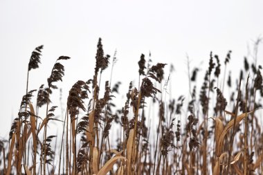 Bulrush kış alanları
