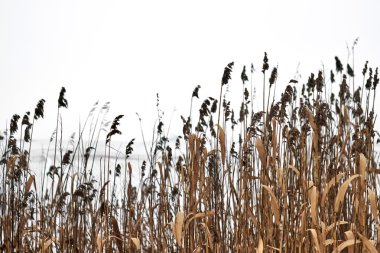 Bulrush kış alanları