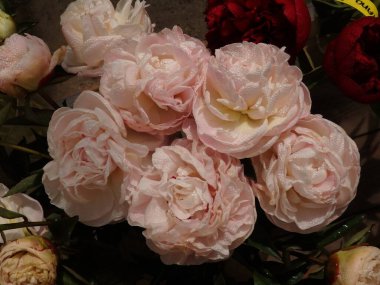 Bahçedeki pembe şakayıklar