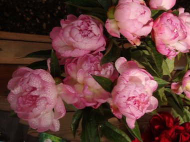 Bahçedeki pembe şakayıklar