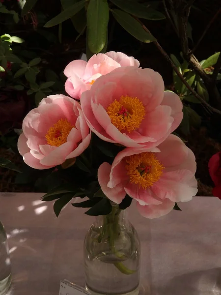 Pivoines Roses Dans Jardin — Photo