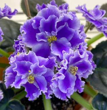 yeşil yaprakları ile mor çiçekler