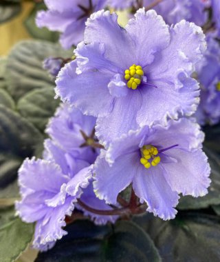 yeşil yaprakları ile mor çiçekler