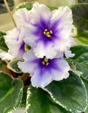 yeşil yaprakları ile mor çiçekler