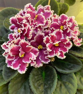 yeşil yaprakları ile mor çiçekler