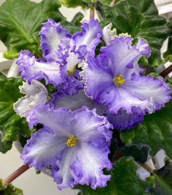 yeşil yaprakları ile mor çiçekler