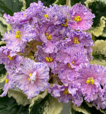 yeşil yaprakları ile mor çiçekler