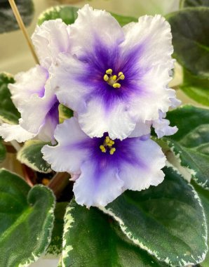 yeşil yaprakları ile mor çiçekler